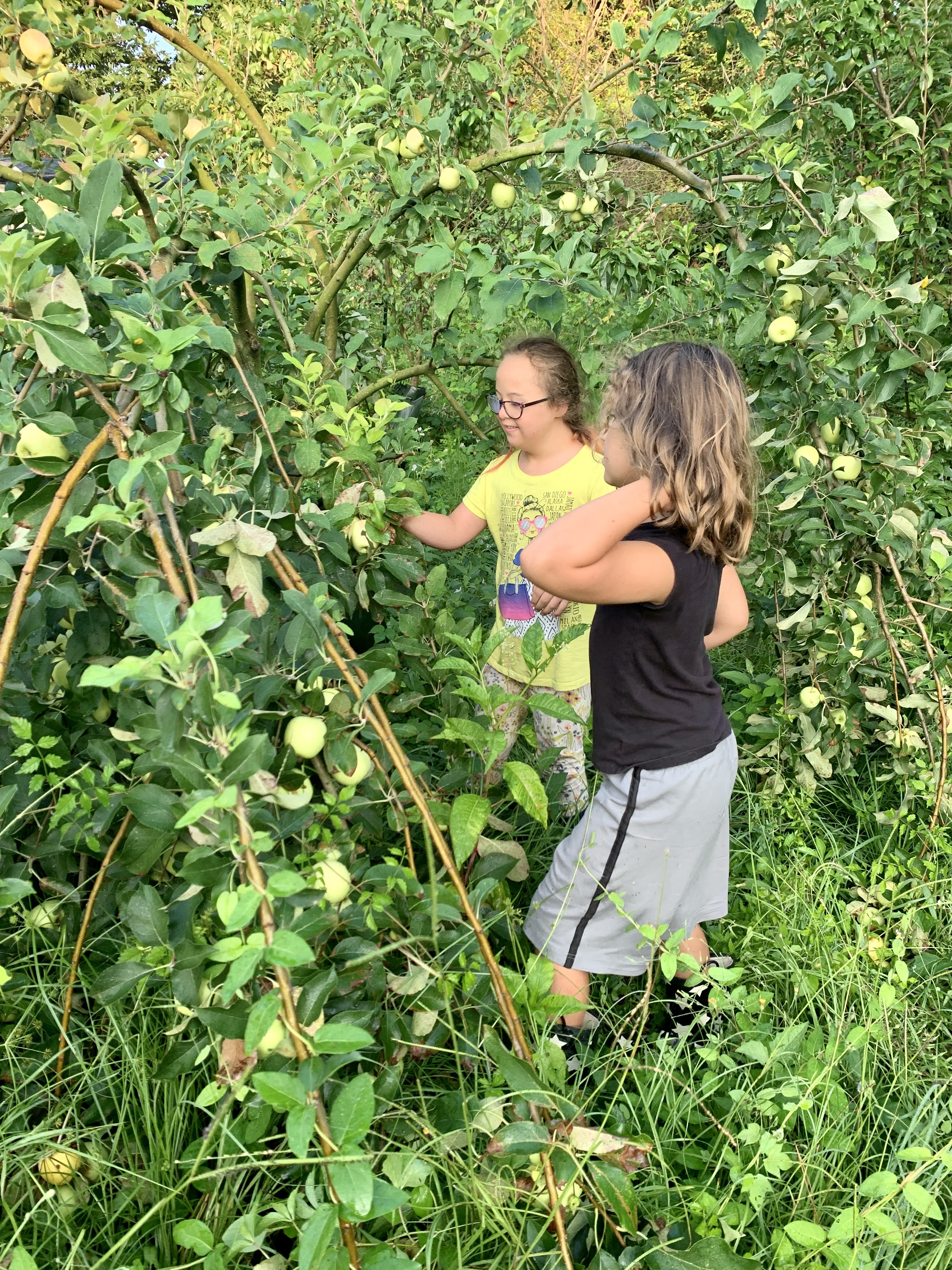 Fruit trees